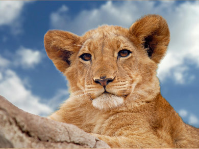 Leo Account (Ages 13–17 years)