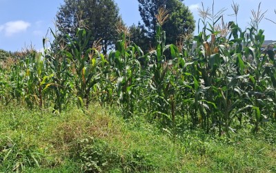 HALF (1/2) AN ACRE PLOT FOR SALE IN GACHIE, KIAMBU COUNTY
