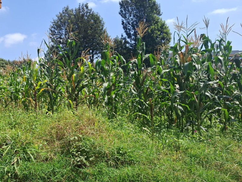 HALF (1/2) AN ACRE PLOT FOR SALE IN GACHIE, KIAMBU COUNTY