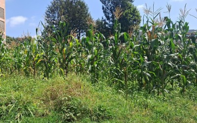 QUARTER (1/4) AN ACRE PLOT FOR SALE IN GACHIE, KIAMBU COUNTY