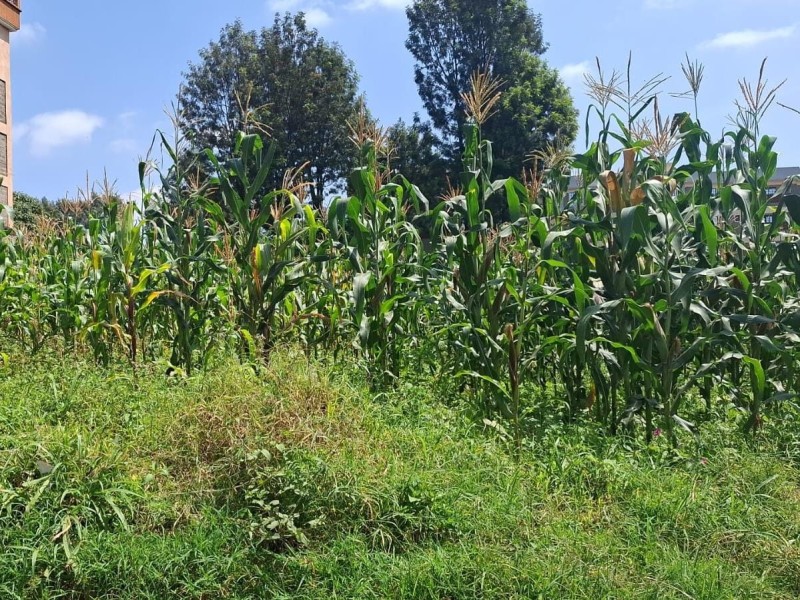 QUARTER (1/4) AN ACRE PLOT FOR SALE IN GACHIE, KIAMBU COUNTY